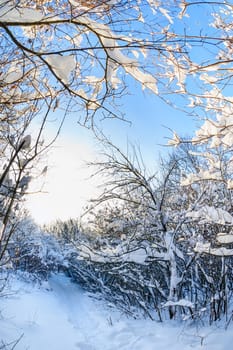 Snow covered winter trees, blue sky at background