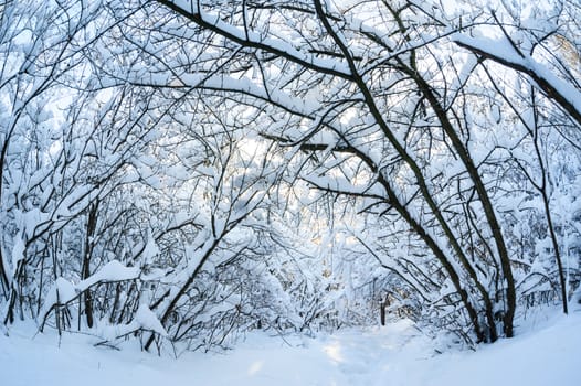Snow covered winter trees, blue sky at background