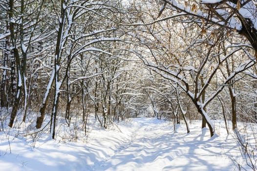 Snow covered winter trees, blue sky at background