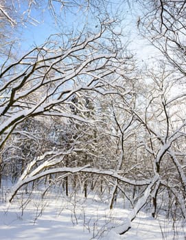 Snow covered winter trees, blue sky at background