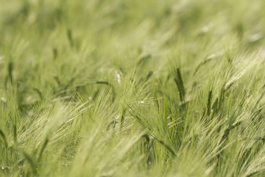 agricultural field, nature and agriculture farming series