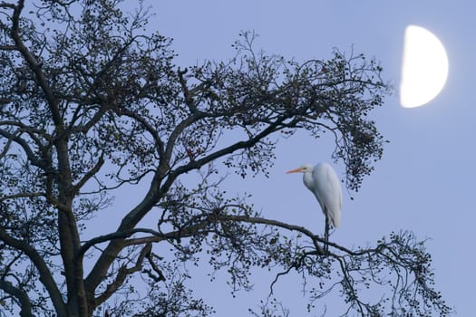 wild bird in natural habitat, nature series