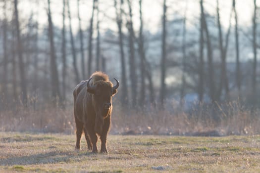 european bison in the wild, nature series 