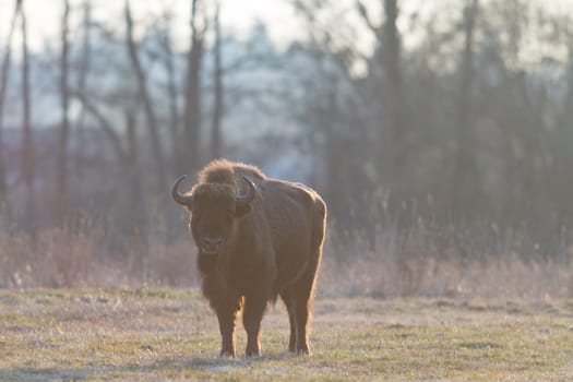 european bison in the wild, nature series 