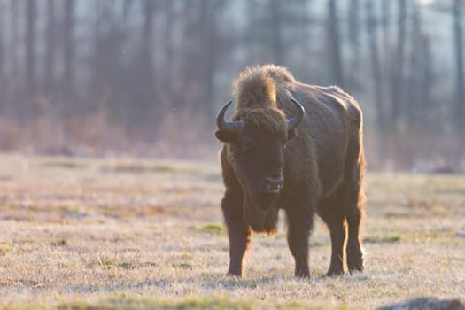 european bison in the wild, nature series 