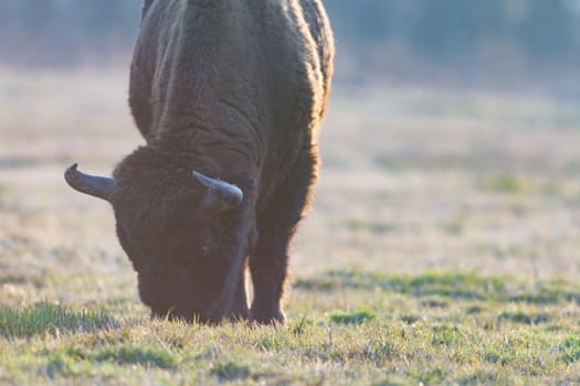 european bison in the wild, nature series 