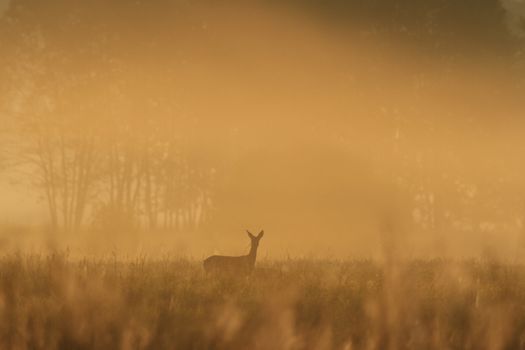 deer over the forest background in sunny day, nature series