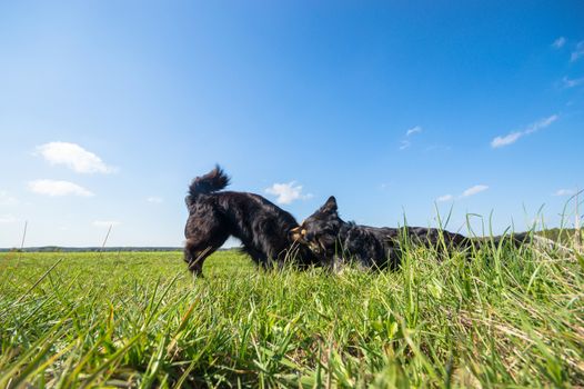 funny dog in sunny day, animals series