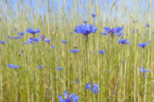 flowers as a colorful background, macro photo, nature series