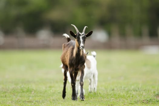 goat on summer pasture, nature series