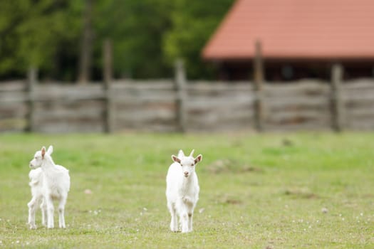 goat on summer pasture, nature series