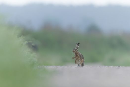 cute grey hare standing on the grass, nature series