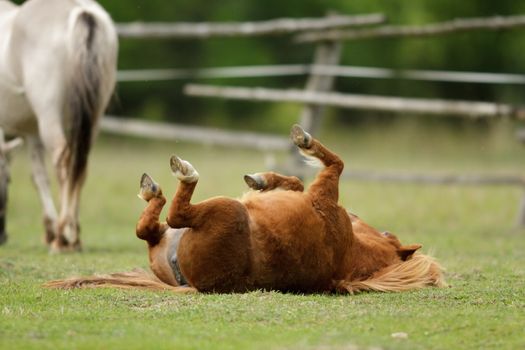 horse in a field, farm animals, nature series