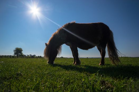 horse in a field, farm animals, nature series