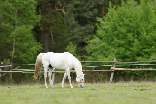 horse in a field, farm animals, nature series