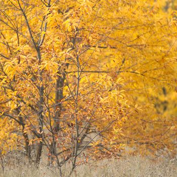 natural background with colored leaves, nature series