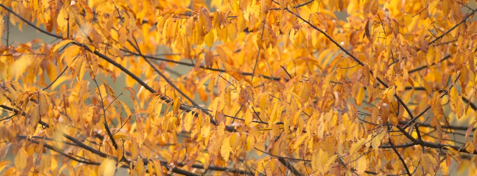 natural background with colored leaves, nature series