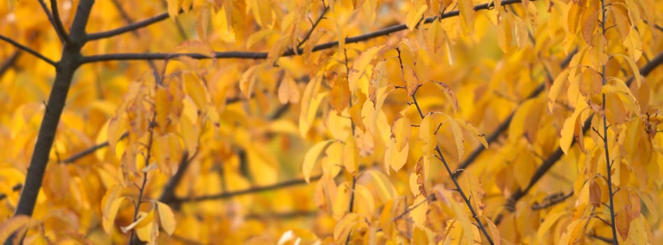 natural background with colored leaves, nature series