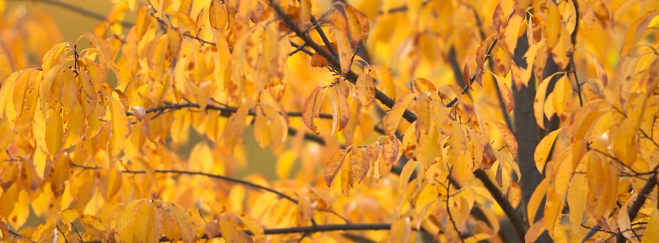 natural background with colored leaves, nature series