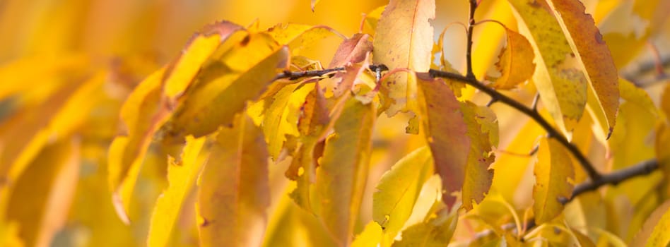 natural background with colored leaves, nature series