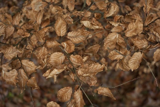 natural background with colored leaves, nature series