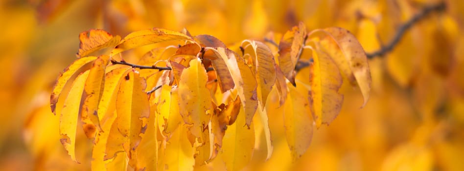 natural background with colored leaves, nature series