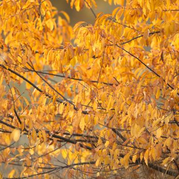 natural background with colored leaves, nature series