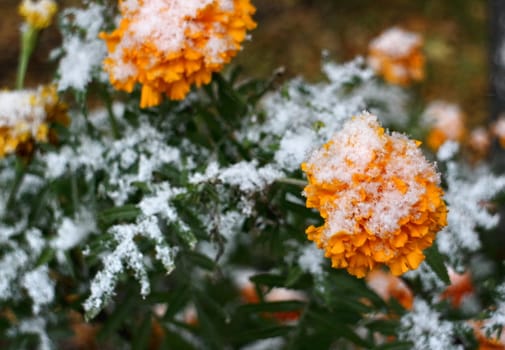 yellow marigold flowers under white snow