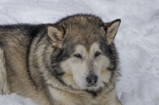 big gray shaggy dog lying in the snow close-up