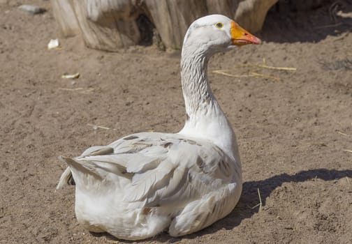 white domestic goose with a yellow beak sitting on the sand close up