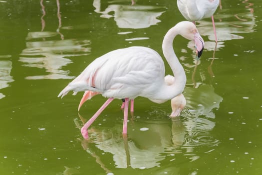 Flamingos resting on the shore of a pond