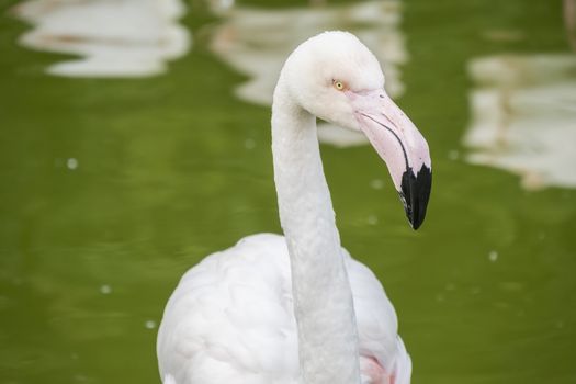 Flamingos resting on the shore of a pond