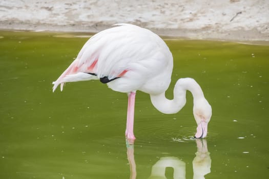 Flamingos resting on the shore of a pond