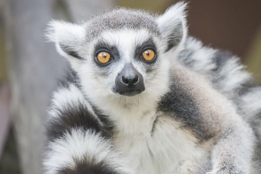 Lemur catta, Ring-tailed lemur