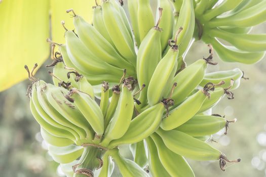 Banana tree with a bunch of bananas