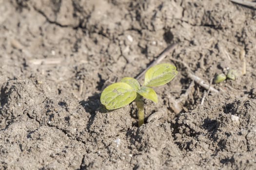 Plant sprout sunflower growing