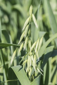 Unripe Oat harvest, green field