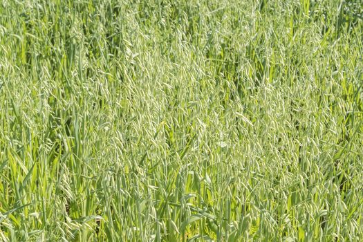 Unripe Oat harvest, green field