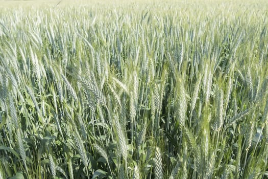 Unripe wheat ears, green field