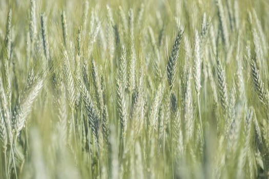 Unripe wheat ears, green field