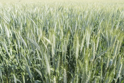 Unripe wheat ears, green field
