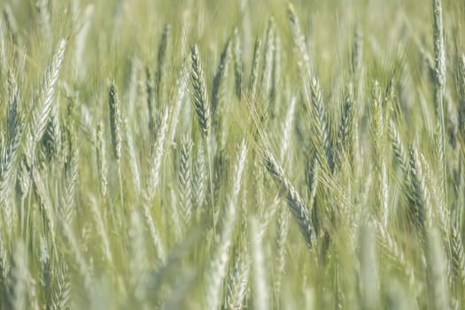 Unripe wheat ears, green field