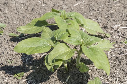 Plant sprout sunflower growing