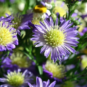 bouquet of beautiful autumn blue flowers closeup