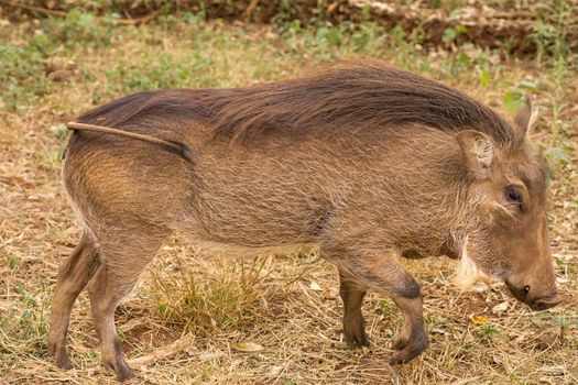 Warthog at the Gaborone Game Reserve in Gaborone, Botswana