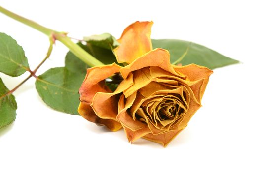 Yellow rose flower with curling, fading petals on a white background