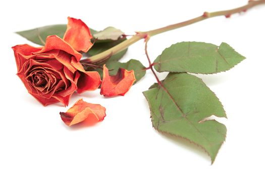 Dying pink rose bloom with dropped petals and a long stem on a white background
