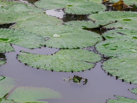 Broad leaves of the White Lotus, also known as the European white waterlily or the white water rose, floating in a small pond at the Bamako Zoo in Mali