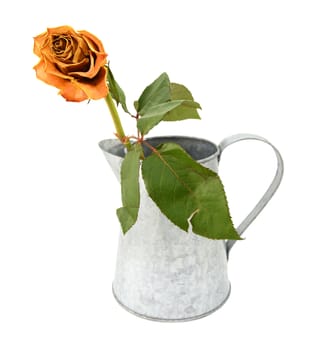 Dying orange rose stem with a torn leaf in a rustic metal pitcher, isolated on a white background