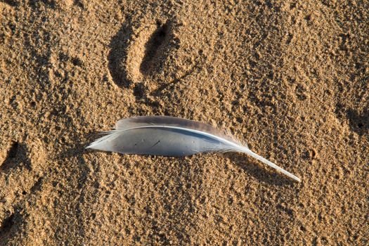 Light grey seagull feather on the dark yellow sand on the beach. Early morning sunlight.